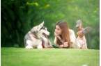 分析：现状、痛点、需求、趋势麻将胡了宠物
